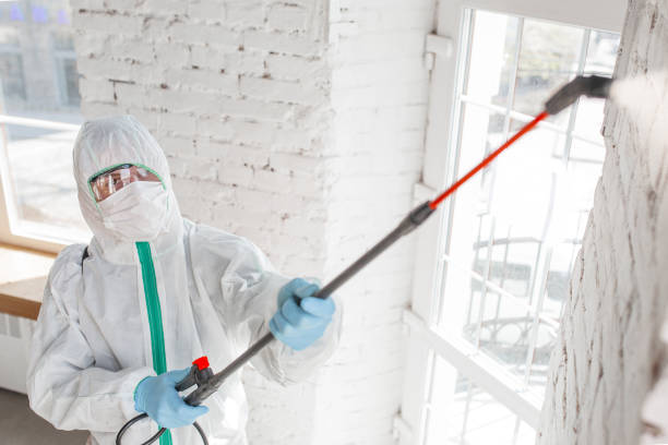 Environmental Consulting for Mold Prevention in East Atlantic Beach, NY