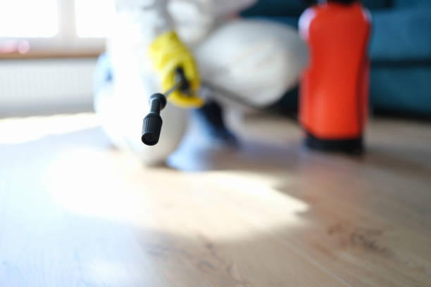 Best Black Mold Removal  in East Atlantic Beach, NY