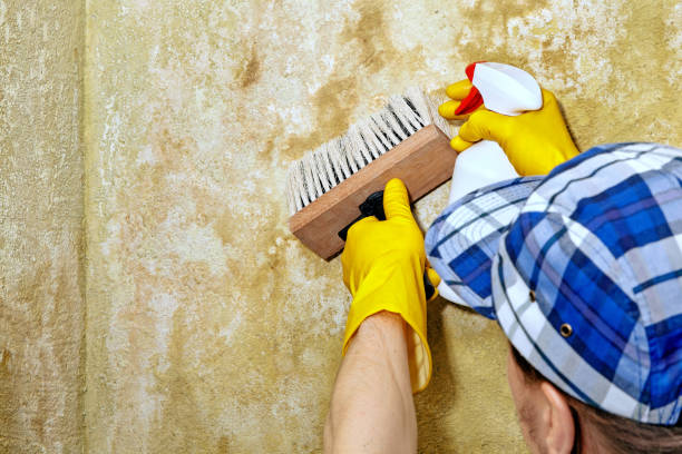 Best Mold-Related Health Consultation  in East Atlantic Beach, NY