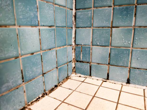 Best Mold Documentation for Insurance Claims  in East Atlantic Beach, NY
