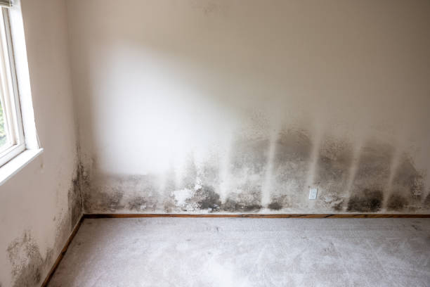 Best Mold Odor Removal Services  in East Atlantic Beach, NY