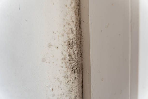 Trusted East Atlantic Beach, NY Mold Removal Experts